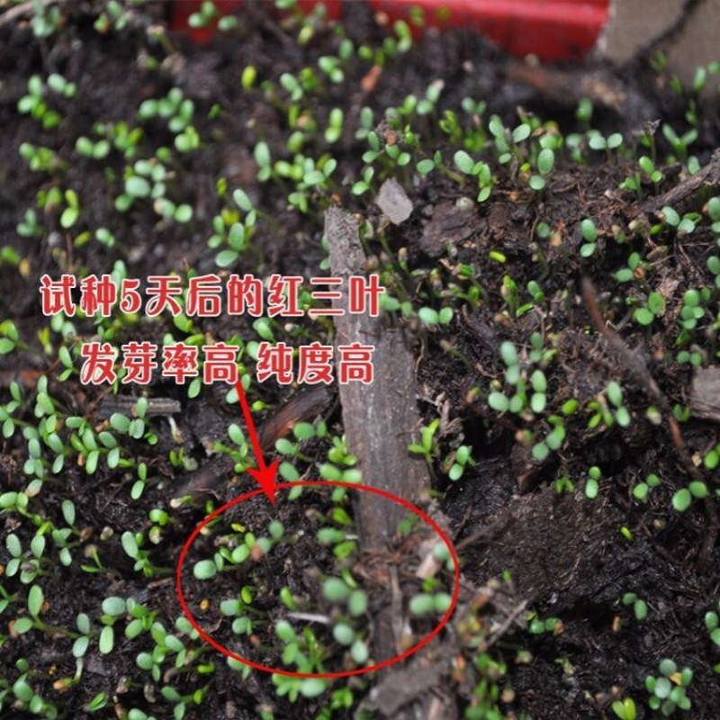 红白三叶草种子花籽四季常绿牧草籽多年生易活果园绿肥植物