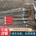 杨树苗——3804无絮杨，速生无絮，无病虫害