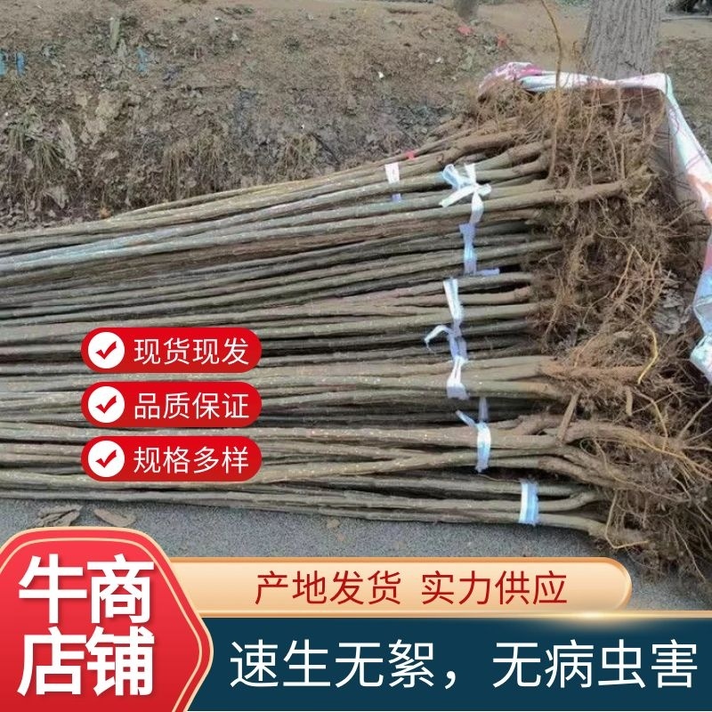 杨树苗——3804无絮杨，速生无絮，无病虫害
