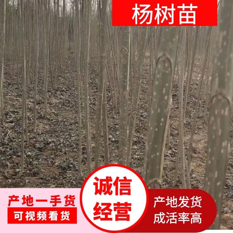 杨树苗无絮杨中林2025、南林3804/3412系列苗木