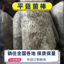 【菌棒】平菇菌棒，河北基地供应，质优价廉，量大，欢迎电联