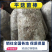 【菌棒】平菇菌棒，河北基地供应，质优价廉，量大优惠，欢迎电联