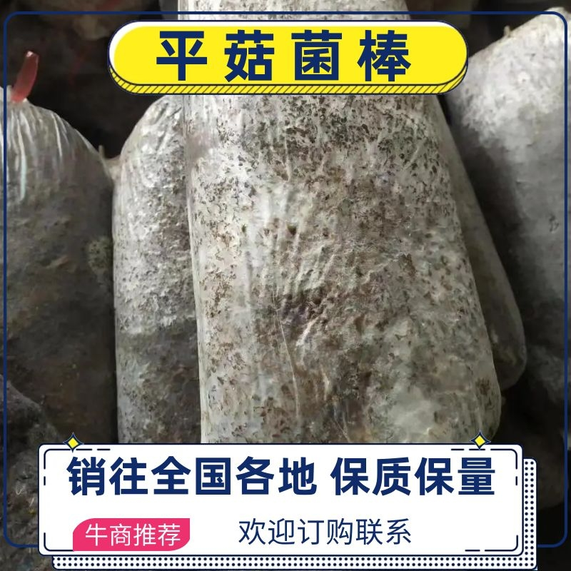 【菌棒】平菇菌棒，河北基地供应，质优价廉，量大优惠，欢迎电联