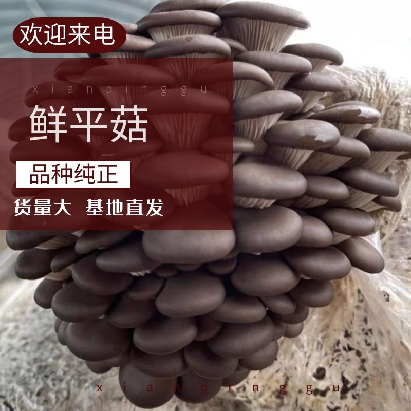 【荐】河北鲜平菇灰平菇大量上市对接大型商超市场电商