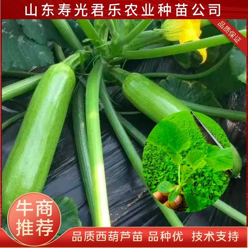 西葫芦苗(早春秋延越冬）耐寒耐热产量高抗病好