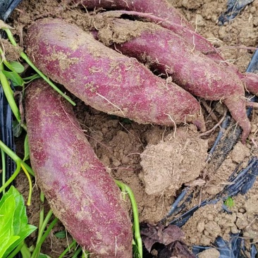新鲜现挖紫罗兰番薯紫薯零售批发广东茂名直销
