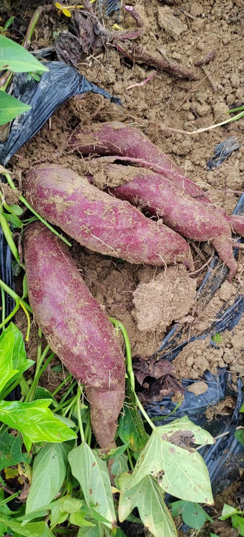 新鲜现挖紫罗兰番薯紫薯零售批发广东茂名直销