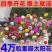 重瓣太阳花种籽子四季播种开花室内外易种易活盆栽庭院花种子