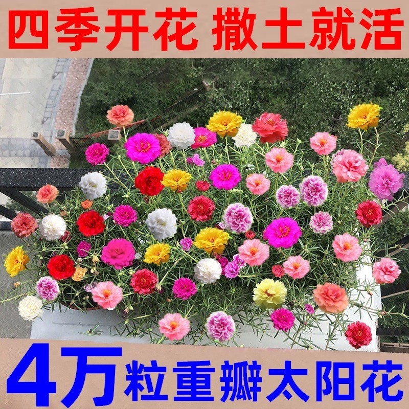 重瓣太阳花种籽子四季播种开花室内外易种易活盆栽庭院花种子