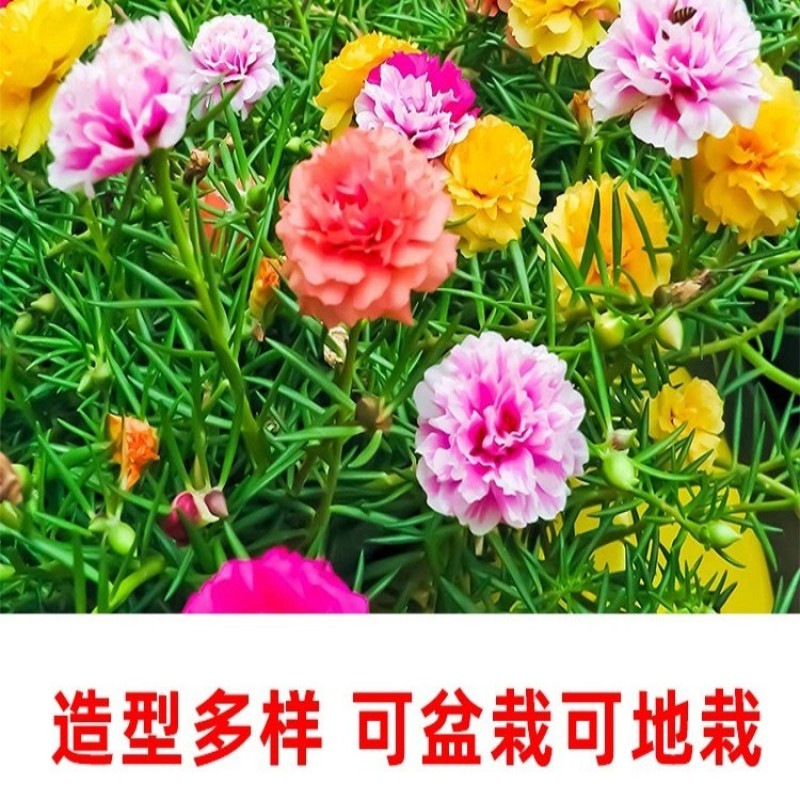 重瓣太阳花种籽子四季播种开花室内外易种易活盆栽庭院花种子