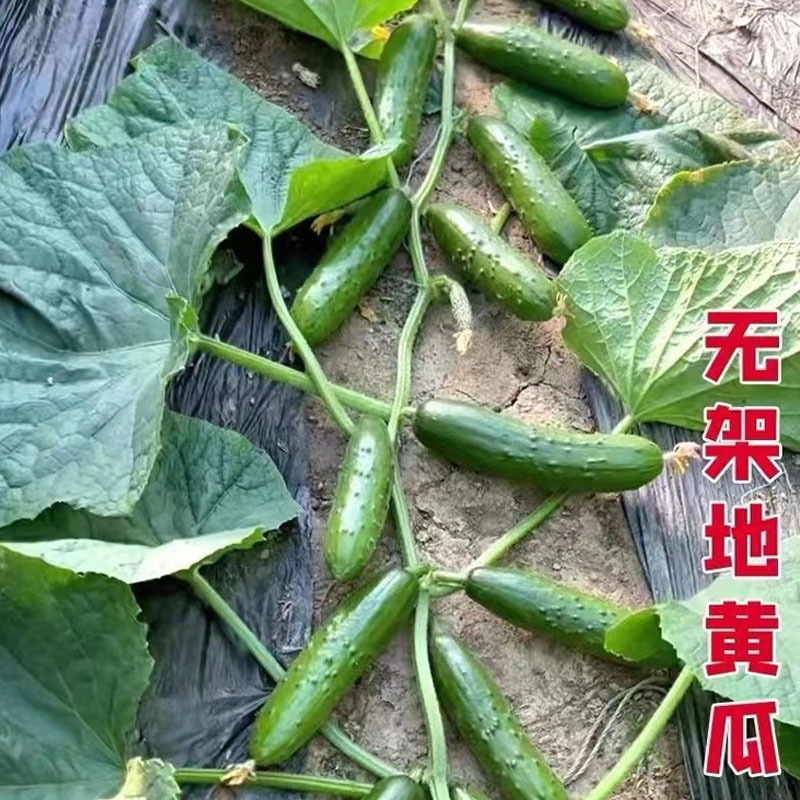 无架爬满地黄瓜种子懒人地爬水果黄瓜旱黄瓜高产小青瓜籽