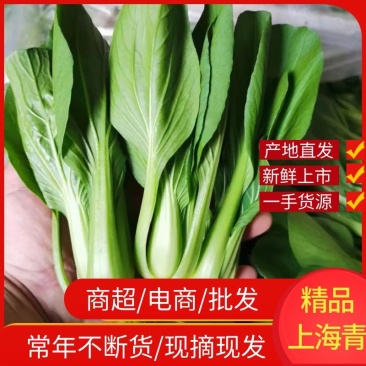 上海青江苏小青蔬菜小油菜货源稳定品质保障长期供应