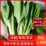 上海青江苏小青蔬菜小油菜货源稳定品质保障长期供应