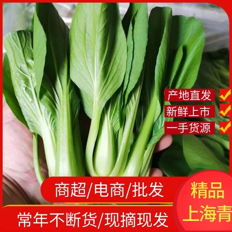 上海青江苏小青蔬菜小油菜货源稳定品质保障长期供应