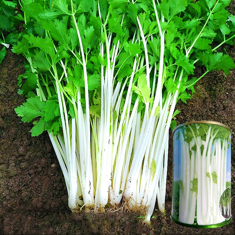 白芹菜种子四季白帝实心白芹种籽浓香型实心耐抽苔基地种