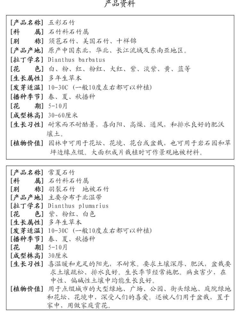 五彩石竹花种籽欧石竹初吻花种四季耐寒盆栽草坪美国常夏石竹