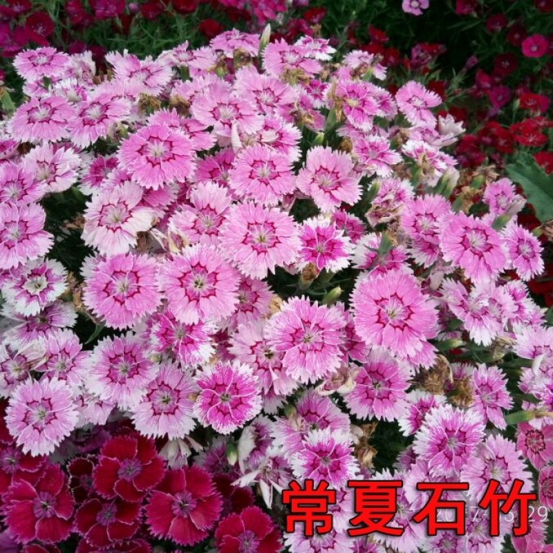 五彩石竹花种籽欧石竹初吻花种四季耐寒盆栽草坪美国常夏石竹