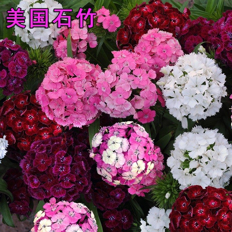 五彩石竹花种籽欧石竹初吻花种四季耐寒盆栽草坪美国常夏石竹