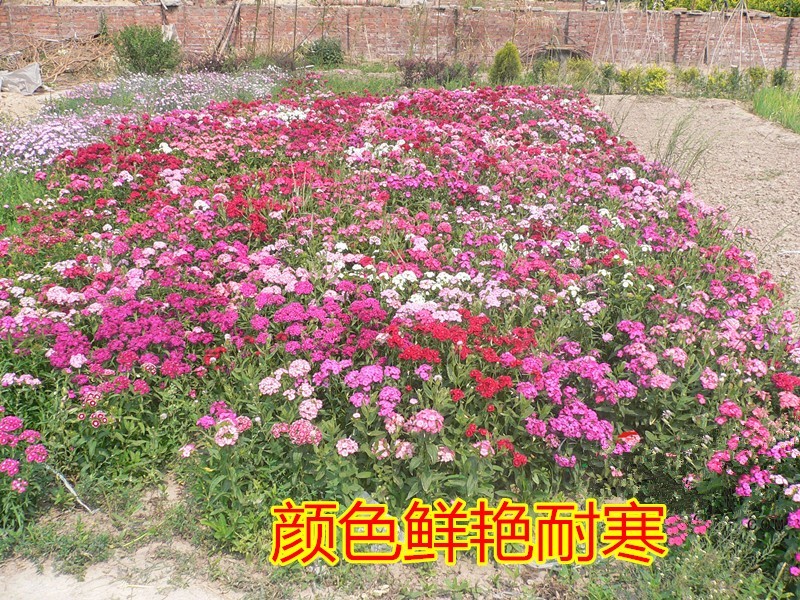 五彩石竹花种籽欧石竹初吻花种四季耐寒盆栽草坪美国常夏石竹