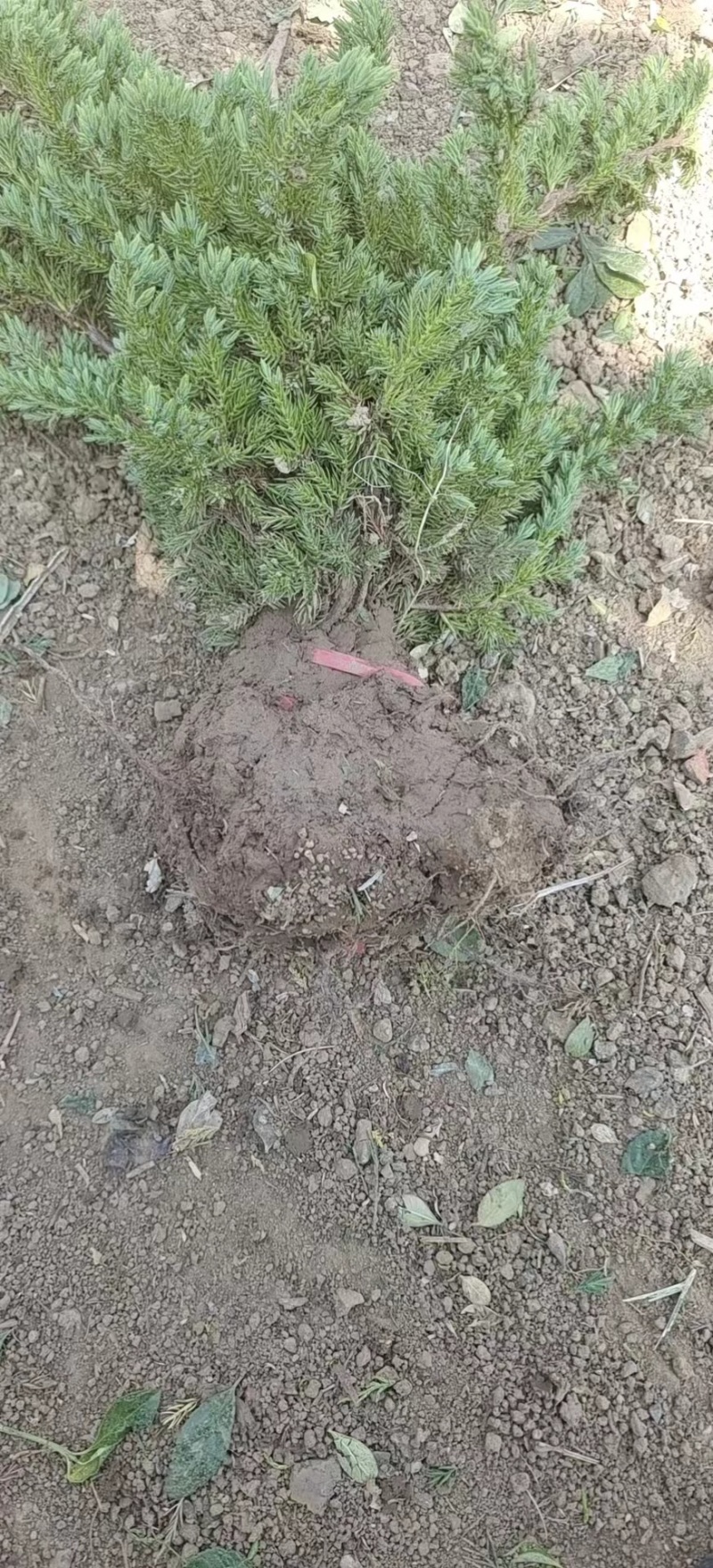 铺地柏苗江苏宿迁沭阳原产地直发大量现货供应