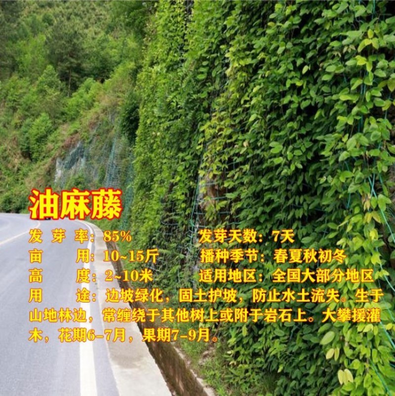 葛藤种子灌木草籽护坡牵牛花边坡绿化矿山复绿爬藤植物种籽