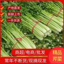 精品西芹货源充足质好价优欢迎选购河北芹菜