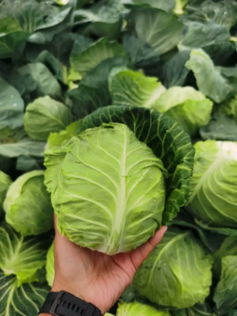精品甘蓝大量上市产地直供质量保证量大优