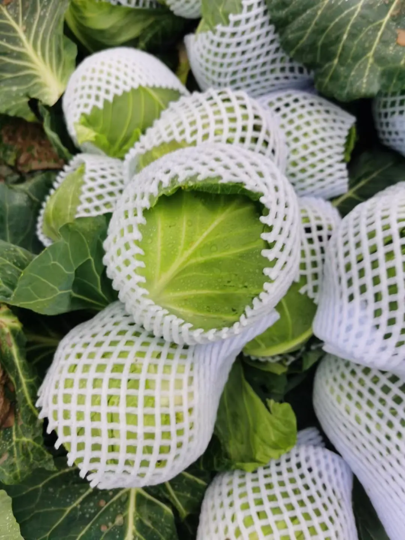 精品甘蓝大量上市产地直供质量保证量大优