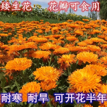 金盏菊种子金盏花长生菊多年四季易种花海易种盆栽耐寒耐阴