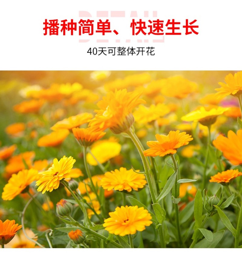 金盏菊种子金盏花长生菊多年四季易种花海易种盆栽耐寒耐阴