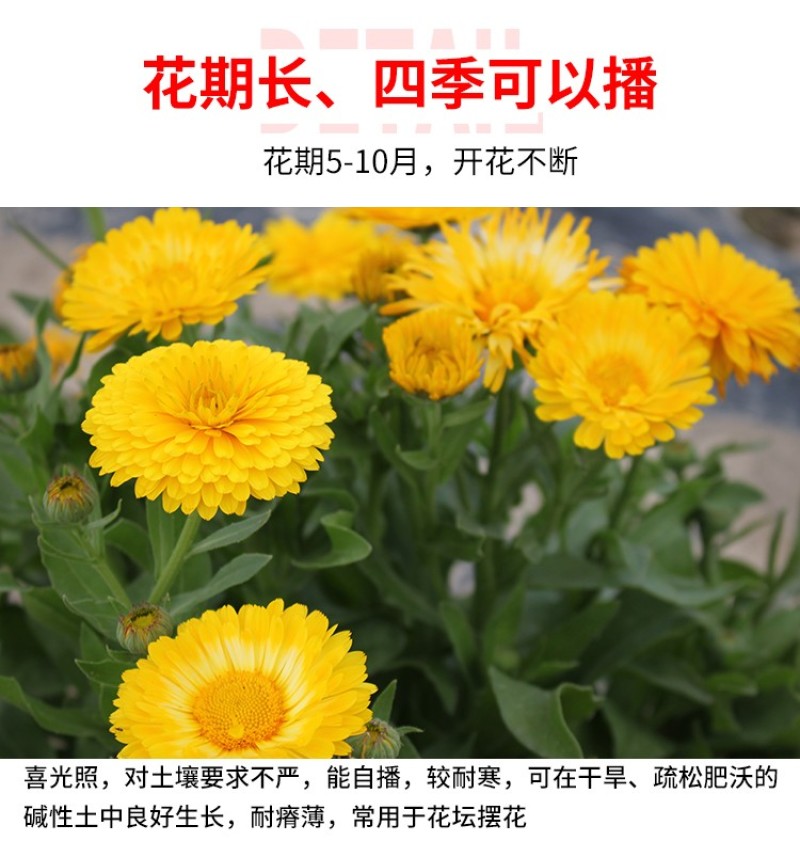 金盏菊种子金盏花长生菊多年四季易种花海易种盆栽耐寒耐阴