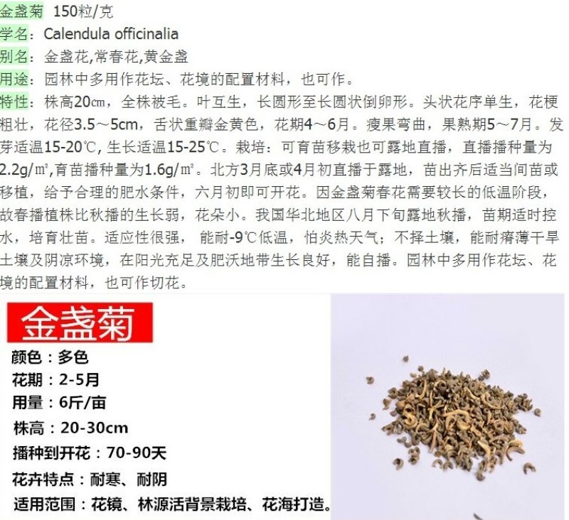 金盏菊种子金盏花长生菊多年四季易种花海易种盆栽耐寒耐阴