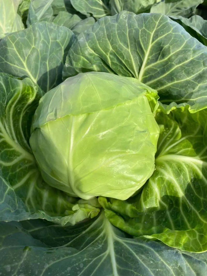 精品甘蓝圆包菜大量上市中质量有保证欢迎新老顾客来电选购