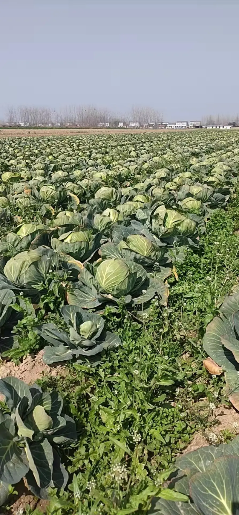精品甘蓝圆包菜大量上市中质量有保证欢迎新老顾客来电选购