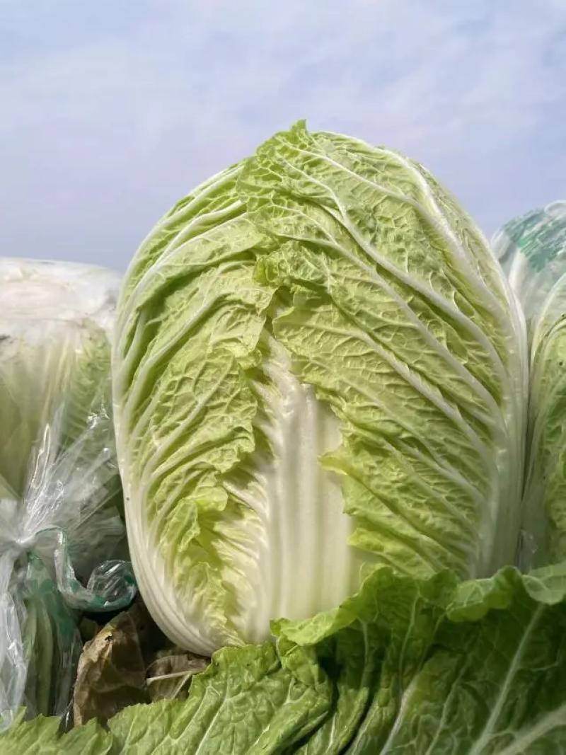 【优质】湖北黄心大白菜大量有货对接全国发货欢迎咨询