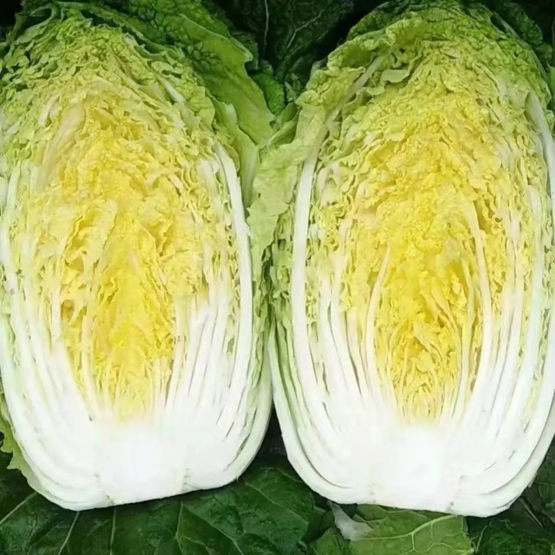 【优质】湖北黄心大白菜大量有货对接全国发货欢迎咨询