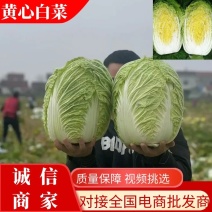 【优质】湖北黄心大白菜大量有货对接全国发货欢迎咨询