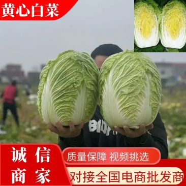 【优质】湖北黄心大白菜大量有货对接全国发货欢迎咨询