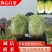 【优质】湖北黄心大白菜大量有货对接全国发货欢迎咨询