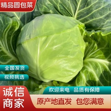 精品甘蓝圆包菜大量上市中质量有保证欢迎新老顾客来电选购