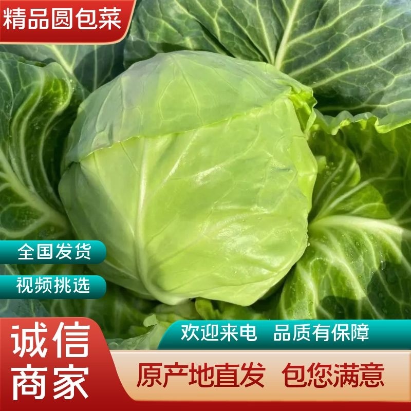 精品甘蓝圆包菜大量上市中质量有保证欢迎新老顾客来电选购