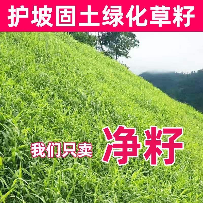 剪股颖草坪种子草籽四季常青狗牙根果岭草护坡草皮耐寒绿化草