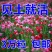 虞美人种子冰岛红色混色重瓣春秋播低矮多年生耐寒花卉花海