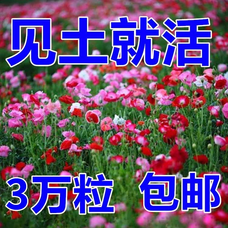 虞美人种子冰岛红色混色重瓣春秋播低矮多年生耐寒花卉花海
