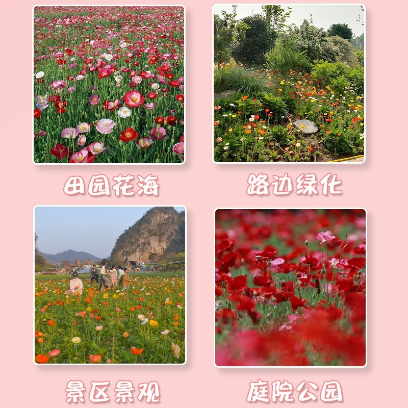 虞美人种子冰岛红色混色重瓣春秋播低矮多年生耐寒花卉花海