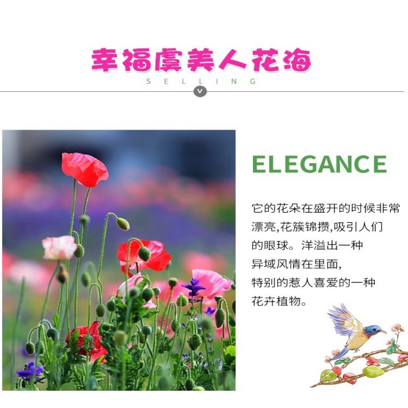 虞美人种子冰岛红色混色重瓣春秋播低矮多年生耐寒花卉花海