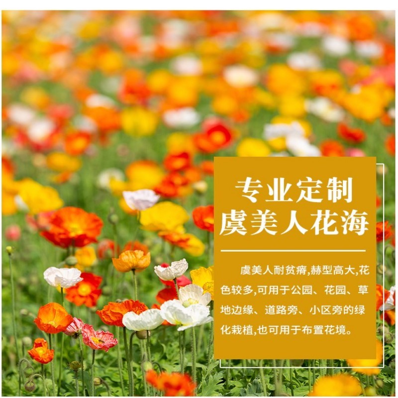 虞美人种子冰岛红色混色重瓣春秋播低矮多年生耐寒花卉花海