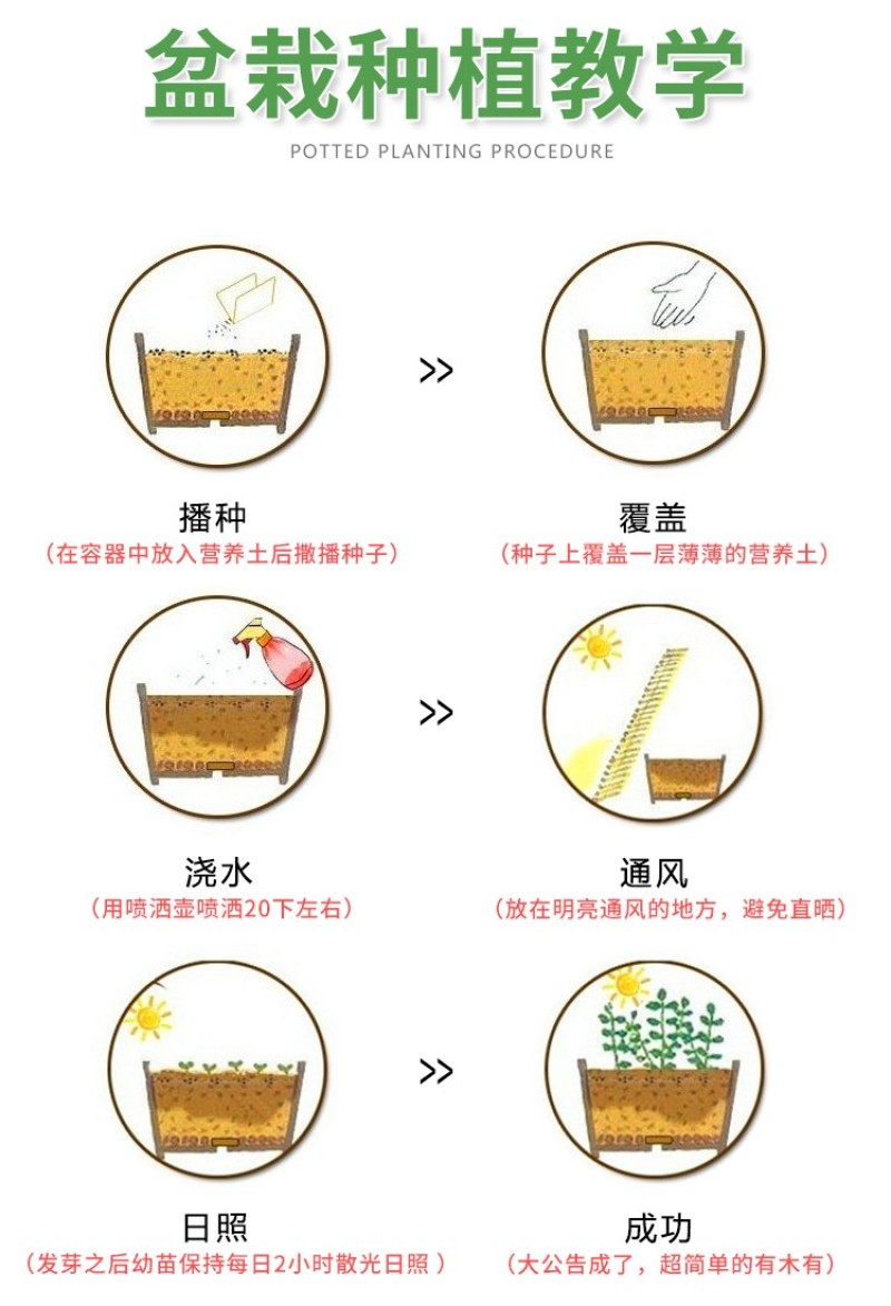 虞美人种子冰岛红色混色重瓣春秋播低矮多年生耐寒花卉花海