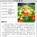 虞美人种子冰岛红色混色重瓣春秋播低矮多年生耐寒花卉花海