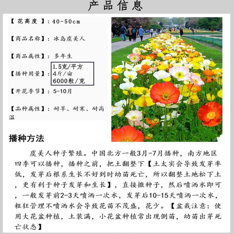 虞美人种子冰岛红色混色重瓣春秋播低矮多年生耐寒花卉花海